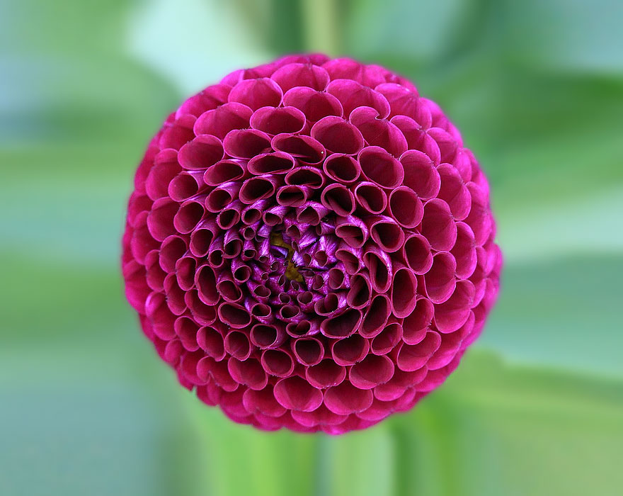 File:Natural-fractal-flower-.png