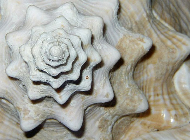 Natural-fractal-conch-shell.jpg