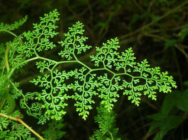 File:Natural-fractal-fern-leaves.jpg