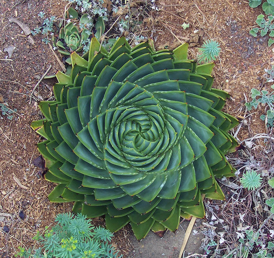 Natural-fractal-cactus-blossom.png