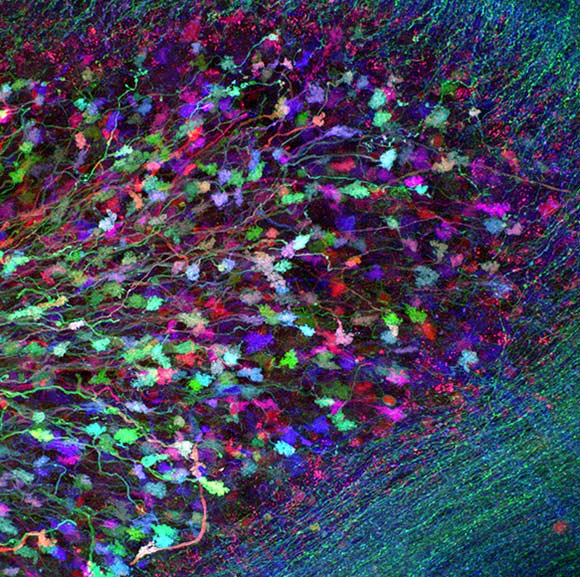 Brainbow-Color-Stained-Neurons-Synapses.jpg