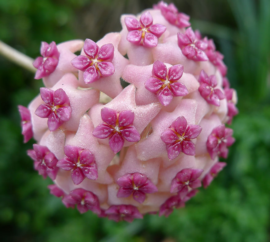 Natural-fractal-flower-blooming-bulb.png