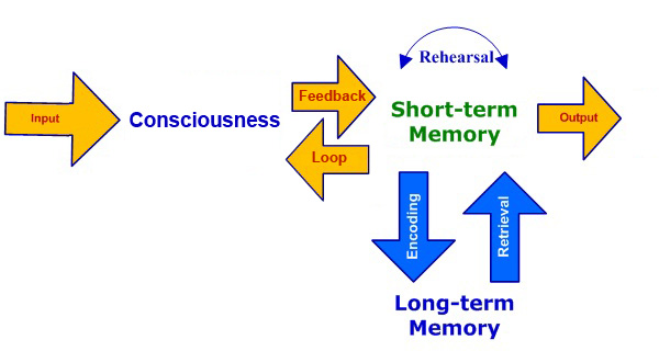 Memory-Feedback-Loop.jpg