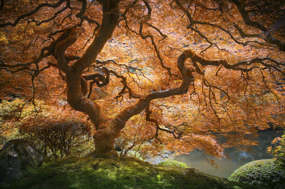 Natural-fractal-japanese-maple.jpg